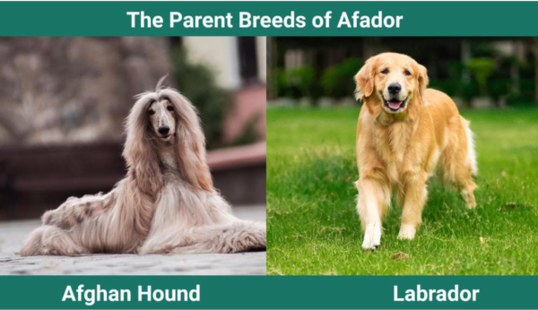 Afador: A Unique Blend of Afghan Hound and Labrador Retriever